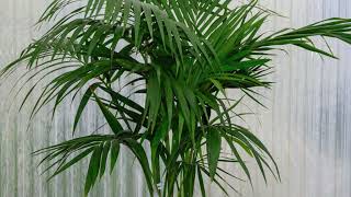 Kentia Palm Facts And Where To Grow [upl. by Garrard787]