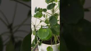 Taking care of Pilea [upl. by Cannice]