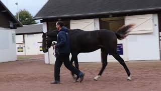 2024 OCTOBER YEARLING SALE  LOT 104  cN VICTOR LUDORUM x LAVANDE VIOLET [upl. by Anaiek578]