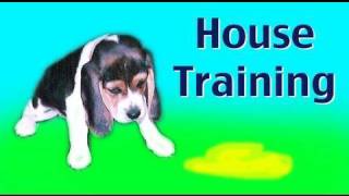 House training a puppy or rescue dog [upl. by Leticia]