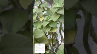 Ajwane ke plant ke fayde easytogrowplants gardenigtip plants [upl. by Atirec]