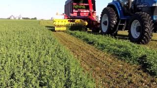 Harvesting Alfalfa for Nutritional Supplements Video [upl. by Lacsap]