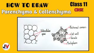 how to draw parenchyma tissue how to draw collenchyma cells [upl. by Siurad]