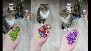 Cat Marbles Satisfying Reverse Video ASMR Funny Video [upl. by Ayikal]