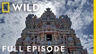 Modern and Mystic Full Episode  India From Above  Nat Geo Wild [upl. by Nnylireg]