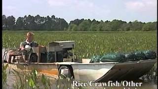 Crawfish Aquaculture in the South [upl. by Lleznod]