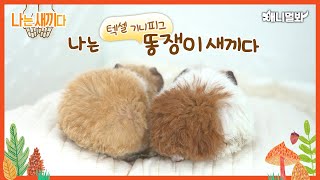 나는 태어난 지 22일된 텍셀 기니피그 새끼다 애니멀봐 나새끼 45호 ㅣIm 22dayold texel guinea pig [upl. by Esiocnarf846]