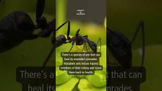 Todays Insight Matabele ant shorts facts information knowledge insight ants animals daily [upl. by Eniledgam]