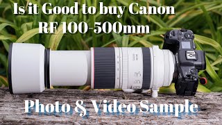 Is it Worth to Buy Canon RF 100500mm  Video and photo sample see before buy birds [upl. by Enneira]