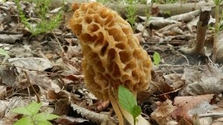 How To Grow Morel Mushrooms [upl. by Kermie]