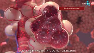 Pulmonary surfactant secretion  3D medical animation [upl. by Vinay]