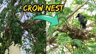 Watch how crow making the nest [upl. by Anelyak]