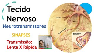 Tecido Nervoso  Sinapses e Neurotransmissores  Aula 45  Curso de Histologia [upl. by Christianson861]