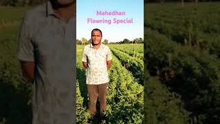 Mahadhan FloweringSpecial Solutek GramPulses cropsolutions burhanpur [upl. by Hanschen113]