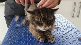 Elderly Matted Cat Being Clipped [upl. by Siramad51]