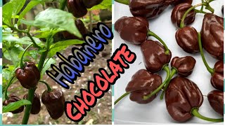 COMO PLANTAR PIMENTA HABANERO CHOCOLATE NO VASO Iníciomeio e fim completo [upl. by Wallas]