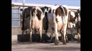 Procross Open House 2013  at Prins dairy  Commentary by Mike Osmundson [upl. by True659]