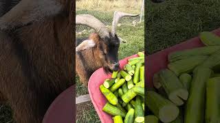 Kalan at The Rylee Ranch The goats enjoy a wheelbarrow of cucumbers [upl. by Gauntlett]