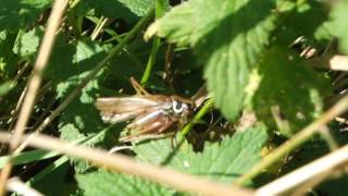 Examples of Stridulation in Crickets [upl. by Glantz]