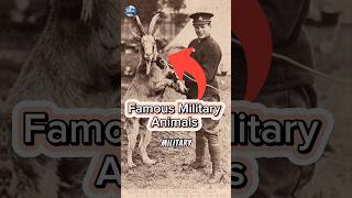 4 Heroic Military Animals shorts [upl. by Ebenezer]