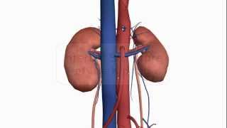 Internal structure of the Kidney  Anatomy Tutorial [upl. by Etnom]