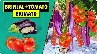 How to grow Tomato and Brinjal on Same Plant  BRIMATO  Tomato Grafting on Eggplant [upl. by Aikel]