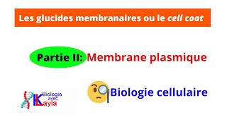 Les glucides membranaires ou le cell coat [upl. by Nnylyoj]