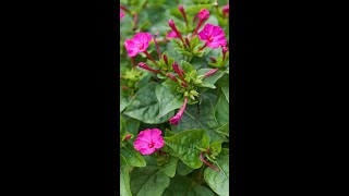 Marvelofperu  Four oclock Plants Mirabilis jalapa හෙන්දිරික්කා [upl. by Monteria]