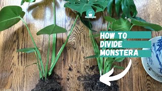 How to Divide Monstera  Monstera Propagation  How to Propagate Monstera  Monstera Deliciosa [upl. by Arand912]