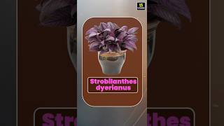 Amazing Facts about Strobilanthes Dyerianus Flower🌺 flowerfacts shorts  Krishnakant Sir [upl. by Oriaj]