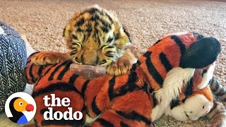 Tiniest Tiger Cub Is A Wild Man Now  The Dodo Little But Fierce [upl. by Ahgiela]