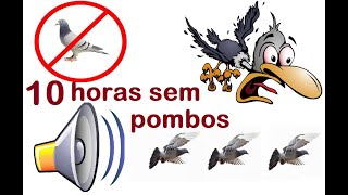 🔊🕊🦅🦆Som espanta pombo acabe com os pombos do seu telhado de uma vez por todas [upl. by Gefen456]