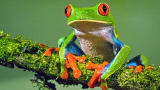 RedEyed Tree Frog Defy Gravity amp Cling to Leaves [upl. by Ileana]