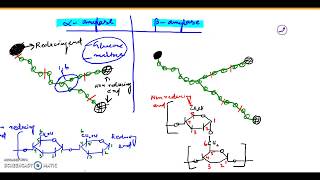 Alpha amylase and Beta amylase [upl. by Goldie]