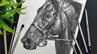 Hyper realistic Horse drawing  Timelapse video [upl. by Demetria]