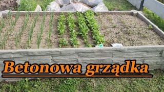 Budowa podwyższonej grządki z betonowego ogrodzenia [upl. by Pain]