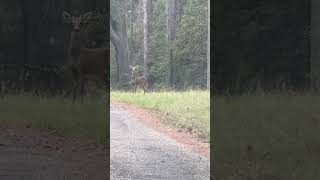 They 🦌 know the hunters are in the wood florida deer wildlife woodlife spikes nature [upl. by Verbenia]