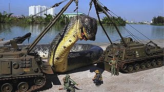 The Largest Snake On Earth Was Caught On Camera Is that a Titanoboa [upl. by Naoj640]