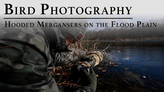 Bird Photography Photographing Hooded Mergansers on the Connecticut River Flood Plains  Nikon Z9 [upl. by Eihtak727]