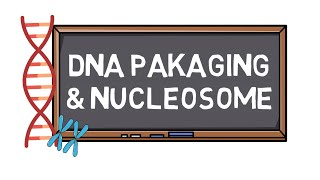 DNA Packaging amp Nucleosome  Chromosome Formation  Pocket Bio [upl. by Gunilla692]