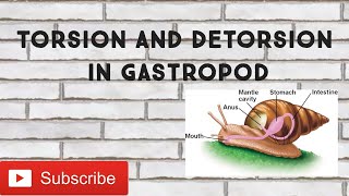 Torsion and Detorsion in Gastropods ICMRDBT GATECSIRNETNEETLIFE SCIENCES [upl. by Derman78]