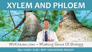 Transport in plants  Xylem and Phloem  GCSE Biology 91 [upl. by Alicirp]