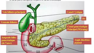 duodénopancreas et veine porte partie 1 [upl. by Shiri]