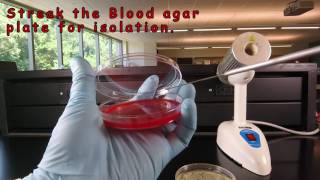 Inoculating Blood Agar and Adding a Novobiocin NB Disc [upl. by Basset499]