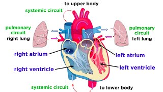 The Circulatory System Part 1 The Heart [upl. by Henrion]