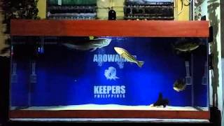 Black arowana on 75 gallons growout tank [upl. by Atsahs]