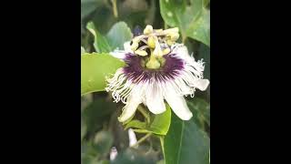 Xylocopa frontalis na flor do maracujá [upl. by Toddie]