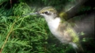 Hummingbird Sounds  Up Close and Loud [upl. by Enawtna963]