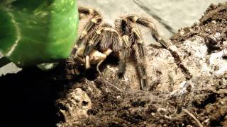 Grammostola pulchripes  Ultrafast turnaround [upl. by Frulla695]