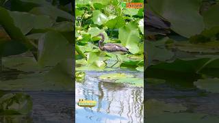 Tricolored Heron Leaping on Lotus to Hunt Gracefully [upl. by Ariayek]